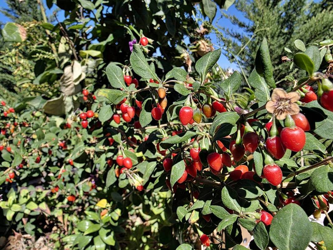Doktorun bahçesindeki inanılmaz sır ortaya çıktı! 5